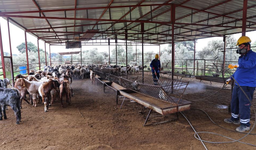 Büyükşehir’den ahırlarda karasineğe karşı mücadele