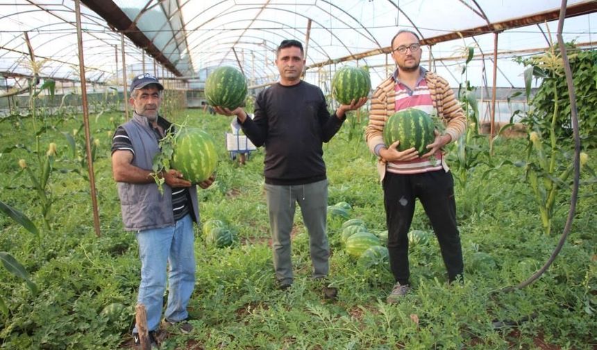 Çekirdek karpuzun hasadı başladı
