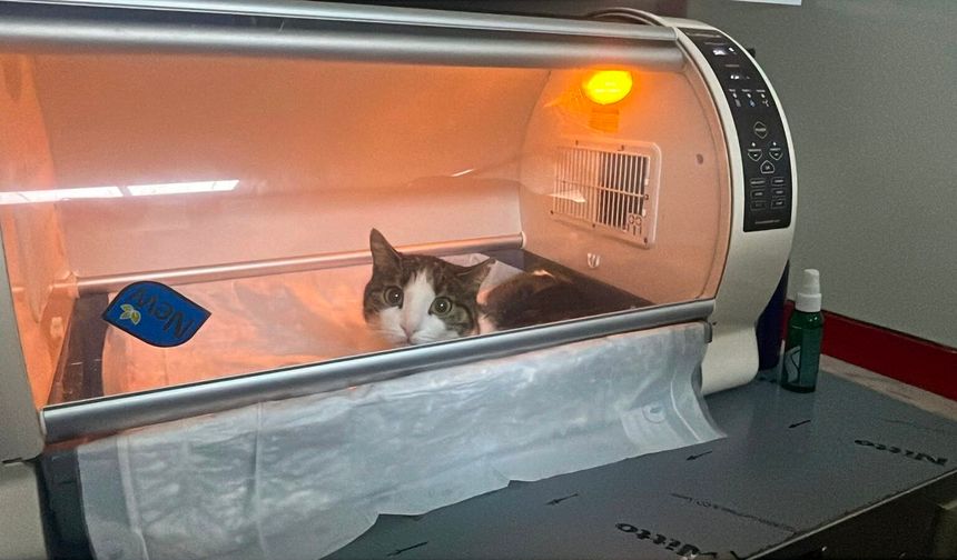 Kedi karnındaki dev kitleyle yaşadığı ortaya çıktı!