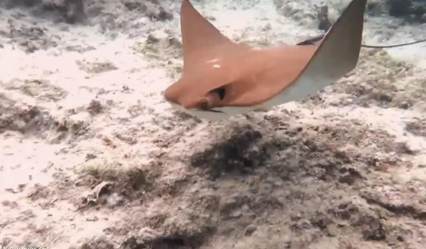 Atlantik kökenli inek burunlu vatoz Akdeniz'de ilk kez görüntülendi