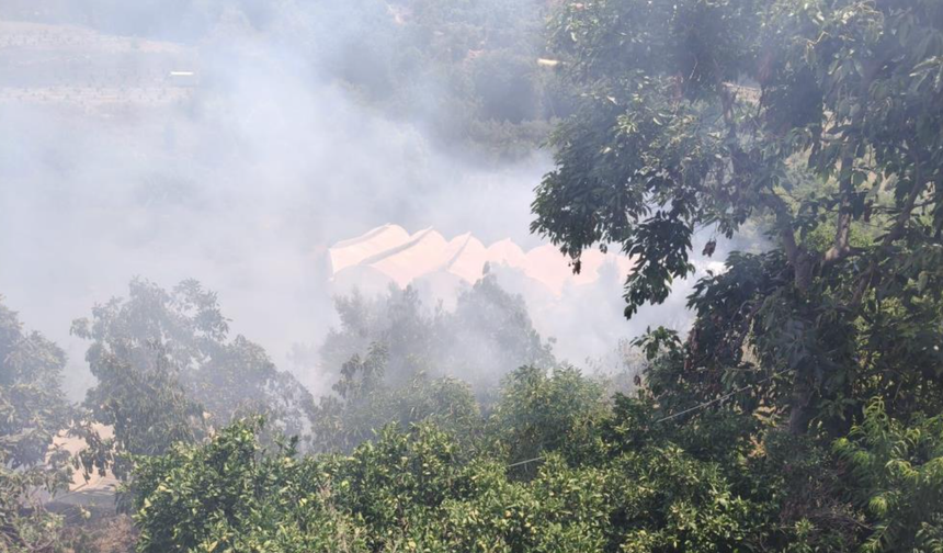 Alanya'da avokado bahçelerinin bulunduğu zirai alanda yangın