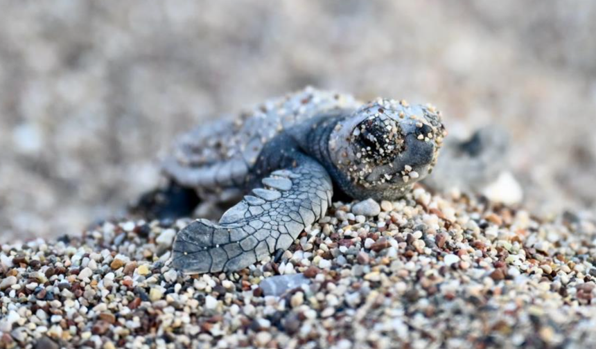 Antalya'da caretta caretta yavruları denizle buluştu