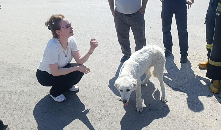 Köpeği kurtarınca gözyaşlarını tutamadı!