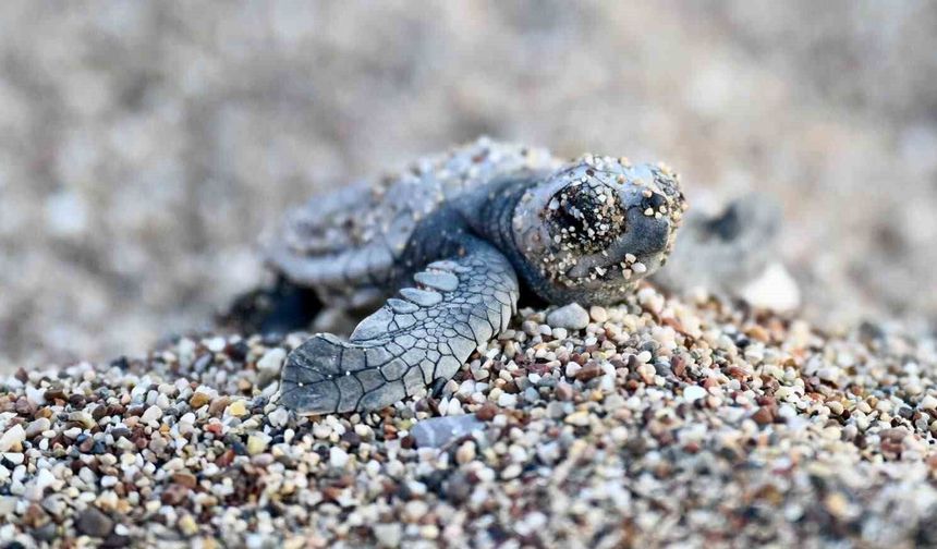Kumköy Sahili’nde caretta carettalar için denetimler artırıldı