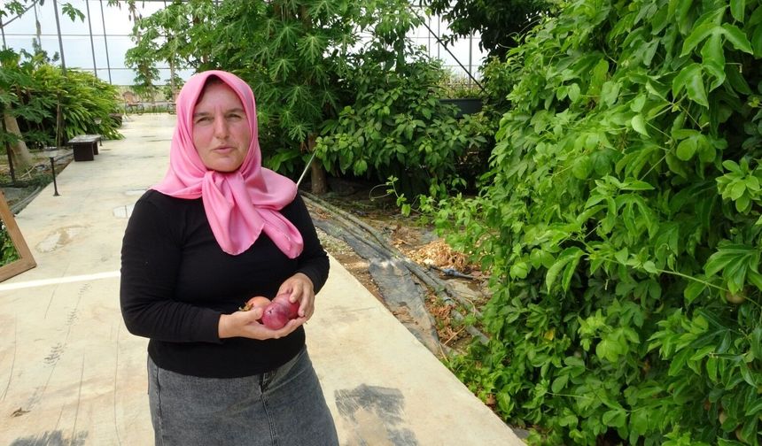Evin çatısında tohumla başlayan yolculuk, tropikal meyve müzesine dönüştü