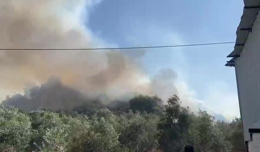Aksu’da ormanlık ve zeytinlik alanda yangın