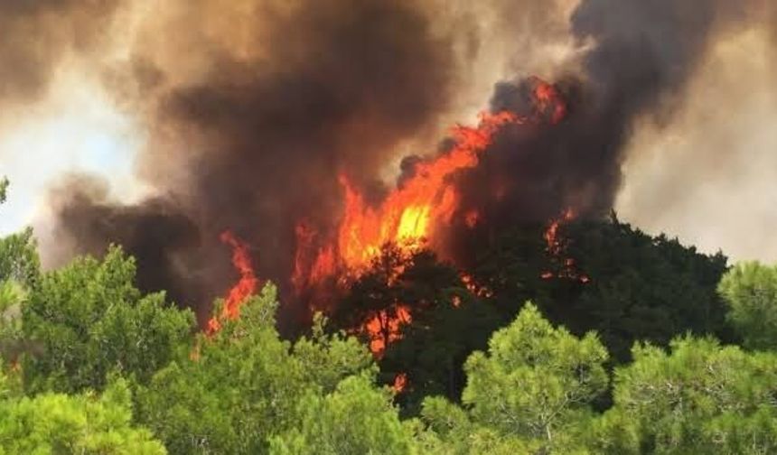 Antalya'da hafta sonu 38 yangına müdahale edildi
