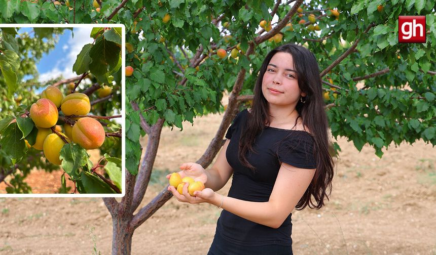 Susuz bölgede 500 kayısı ağacı yetiştirip 4 ton verim aldı, proje Türkiye birinciliği getirdi