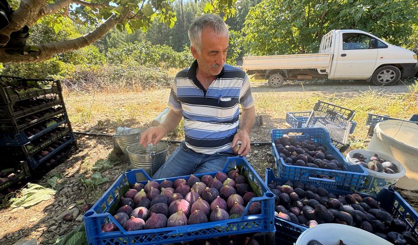 Antalya'da geciken incir hasadı düşük rekolteye sebep oldu