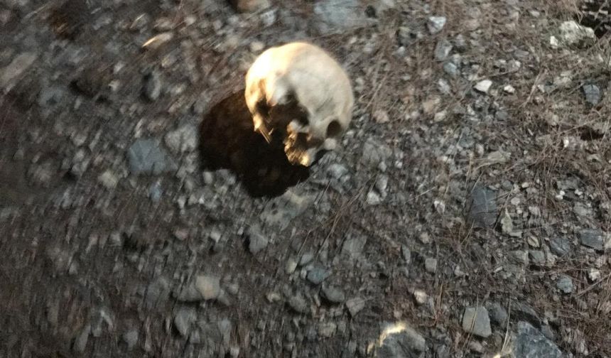 Ormanlık alanda kafatası bulundu