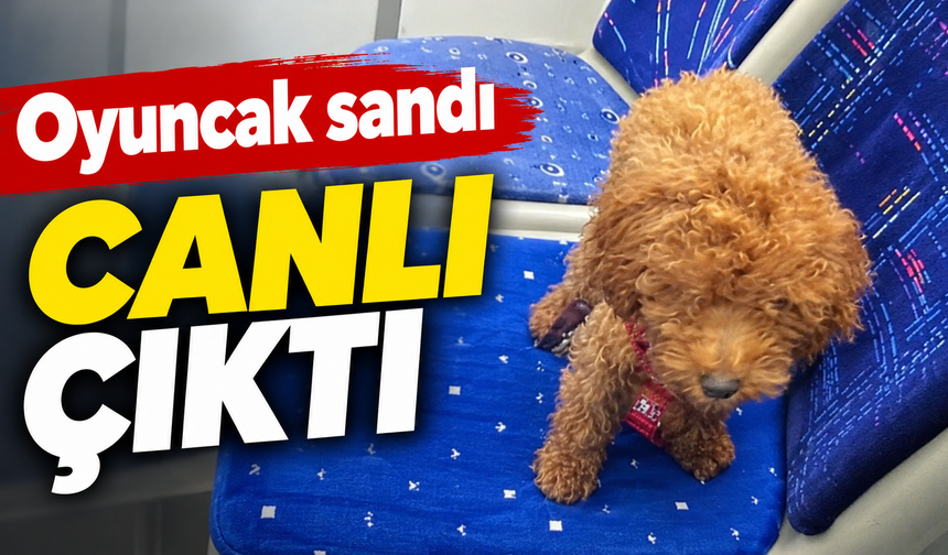 Antalya'da otobüs şoförünü şaşkına çeviren sessiz yolcu!