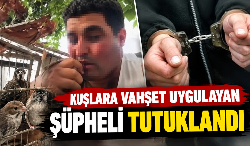 Alanya'da kuşlara vahşet uygulayan şüpheli tutuklandı!