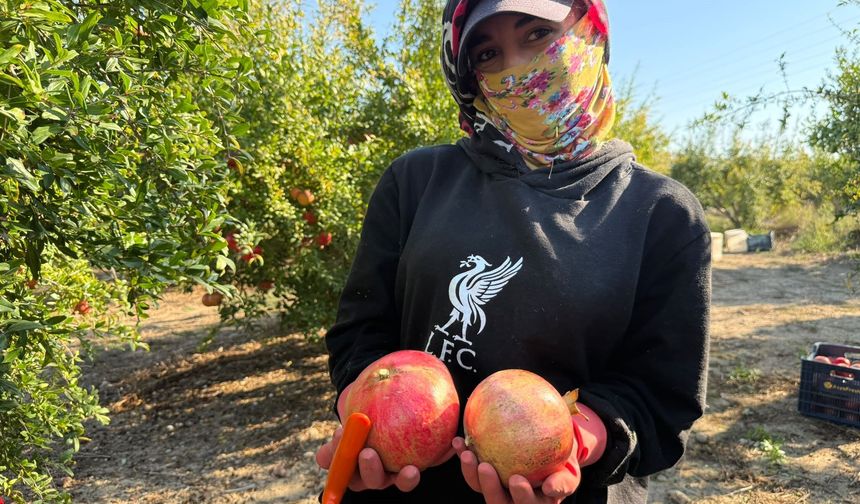 Antalya'da yağmur uyarıları nar hasadını öne çekti