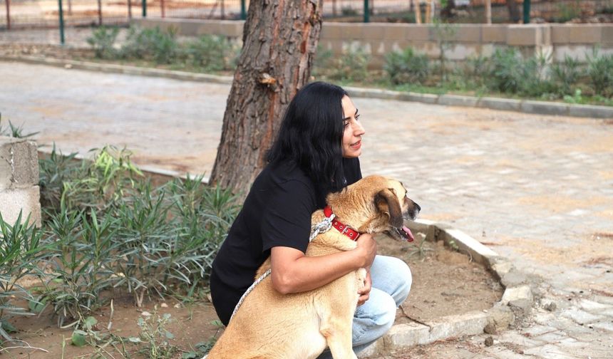 Aksu'da Çilek ve Duman, 8 arkadaşıyla birlikte yeni yuvalarına kavuştu