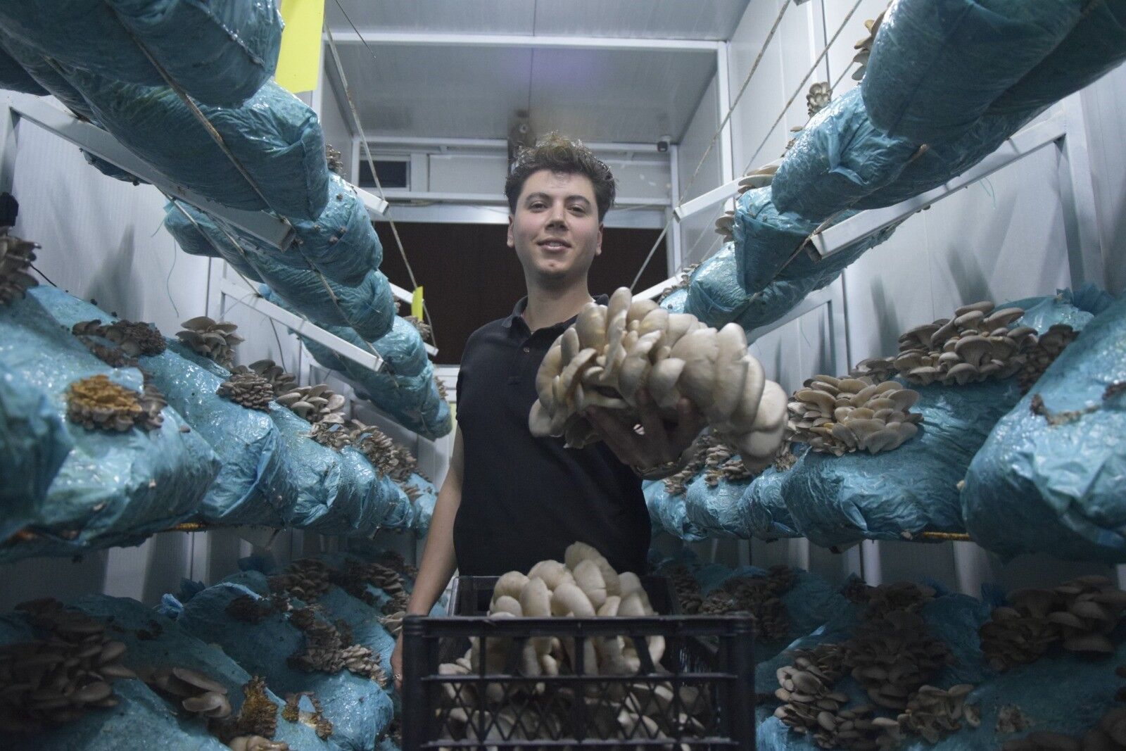 Aksu'da mesleği avukatlık olan 26 yaşındaki girişimci, mantar yetiştiriciliğini dev tesise çevirdi, hedefi mantar köyü