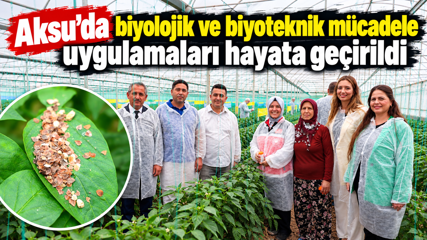Aksu’da biyolojik mücadeleyle kalıntısız üretim hedefleniyor