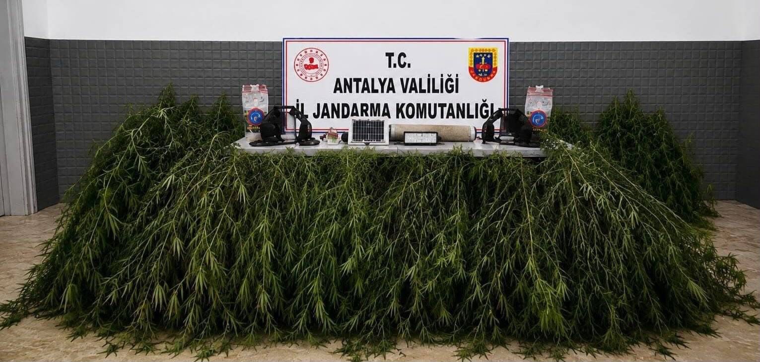 Aksu’da yasadışı kenevir operasyonu